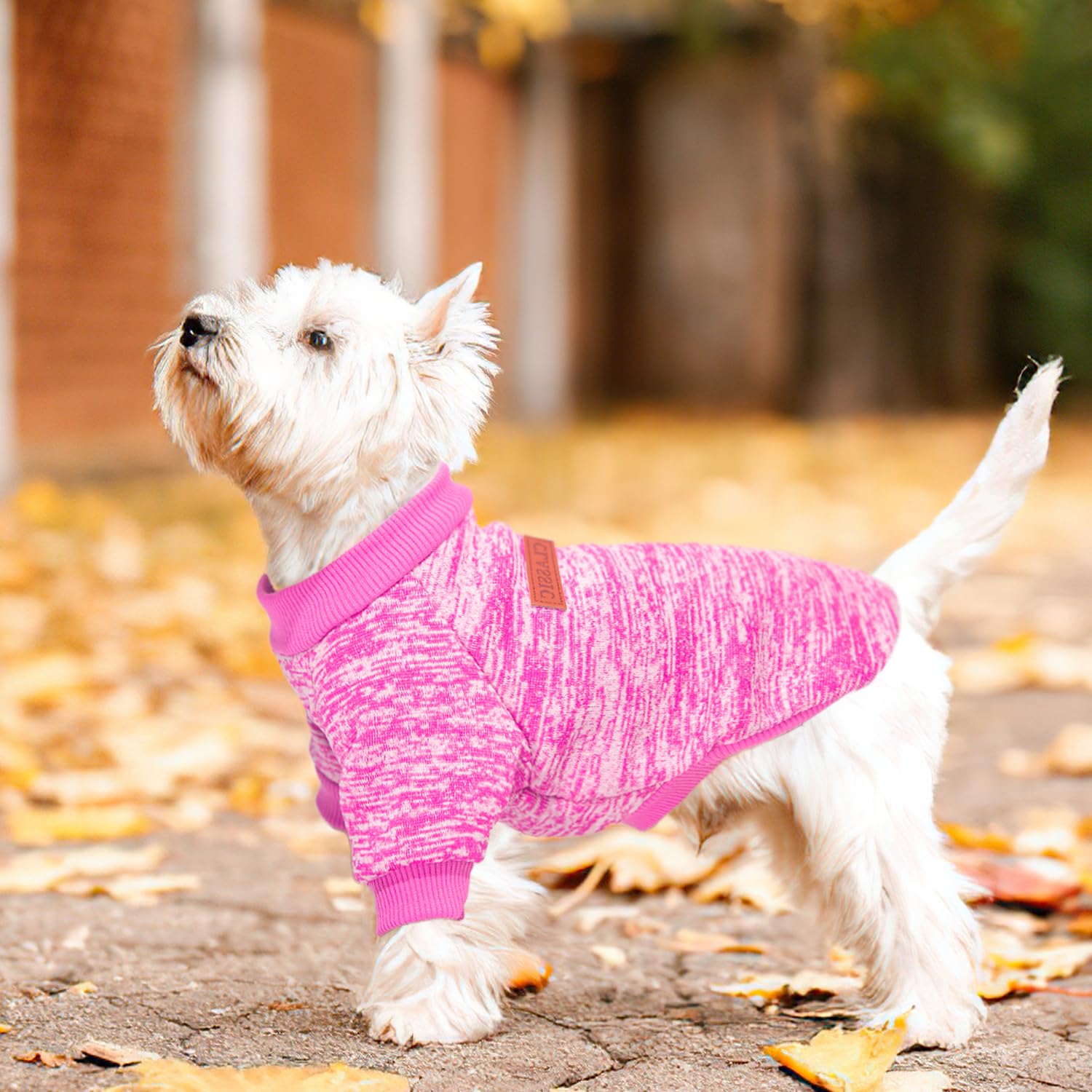 Generic dog sweater pair on dogs demonstrates versatile indoor and outdoor wear.