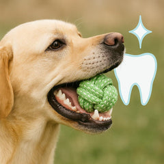 Generic Pet rope ball toy in yard for fetch and tug-of-war.