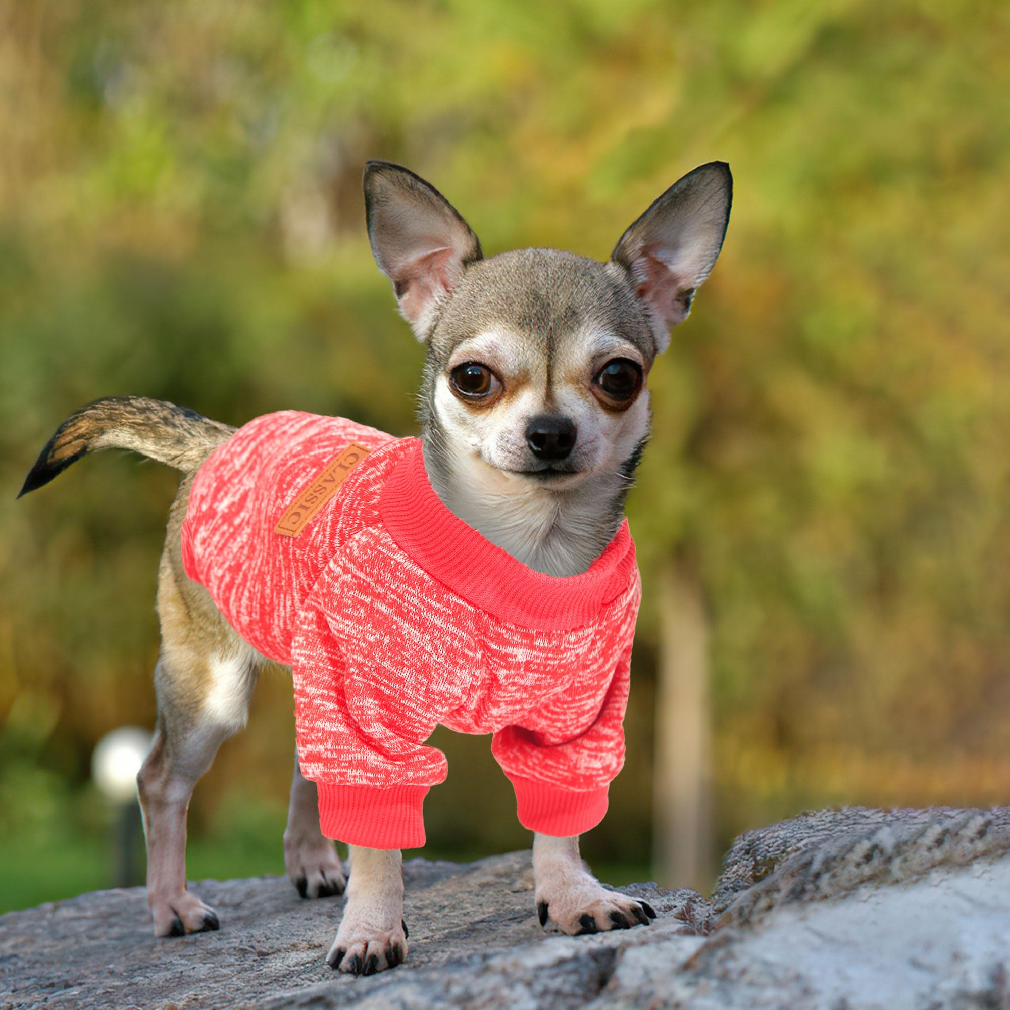 Generic soft fleece dog clothes create a cozy indoor lounging mood.
