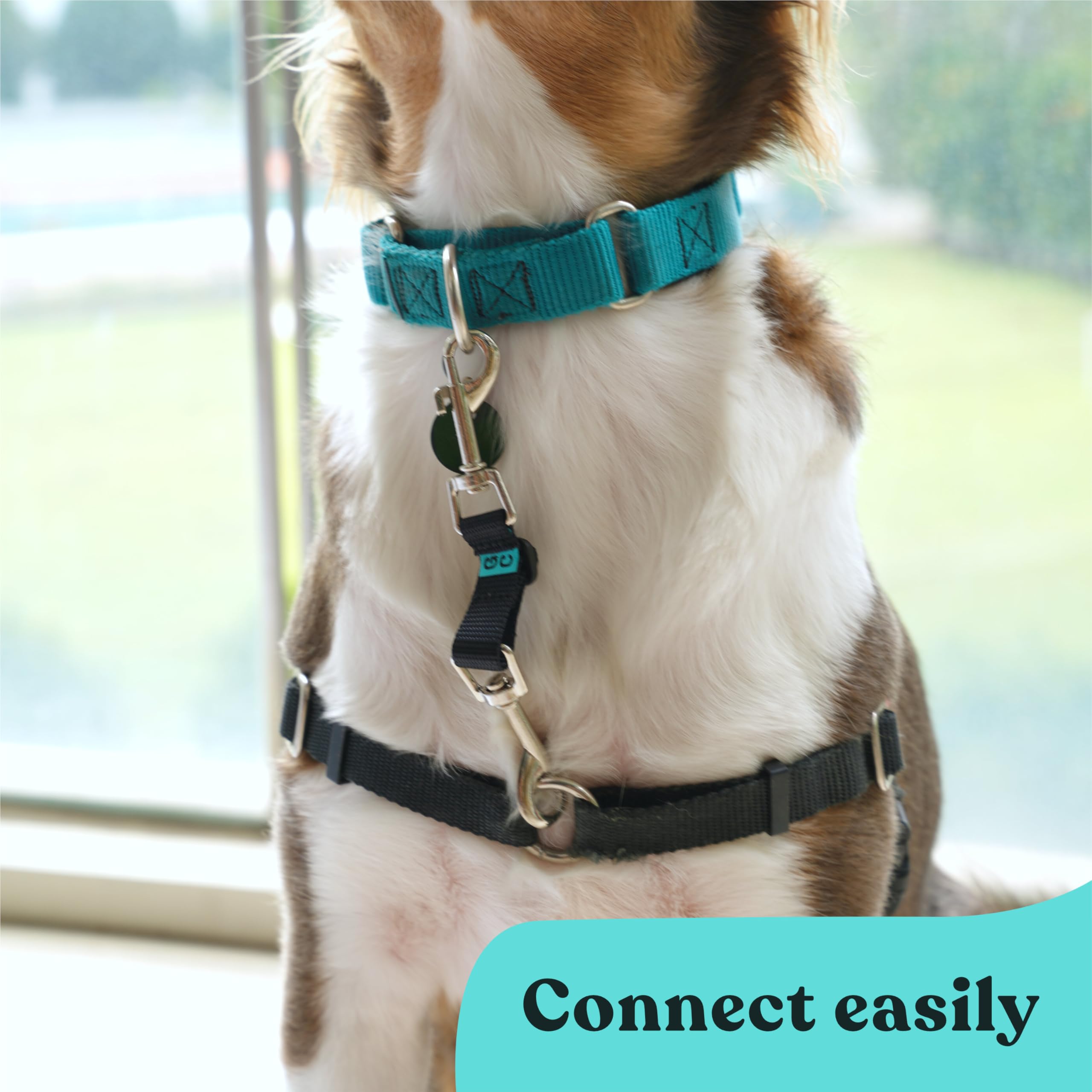 Gentle Creatures Collar Companion in use on a walk