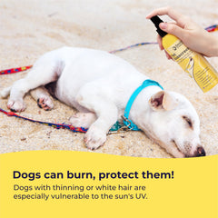 Gentle Creatures dog sunscreen on coat demonstrates moisturizing formula.