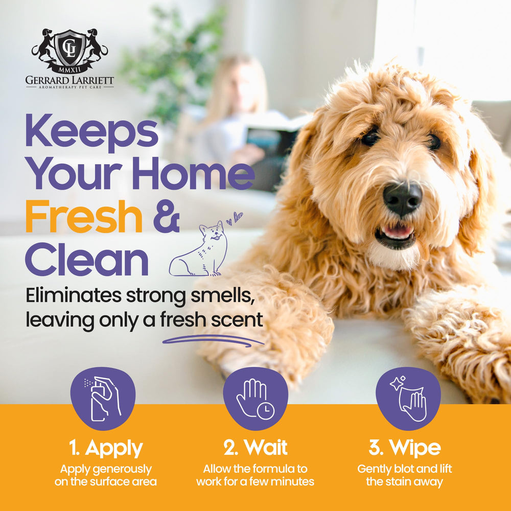 Gerrard Larriett Pet Care couch cleaning showing upholstery-friendly enzymatic action and stain removal