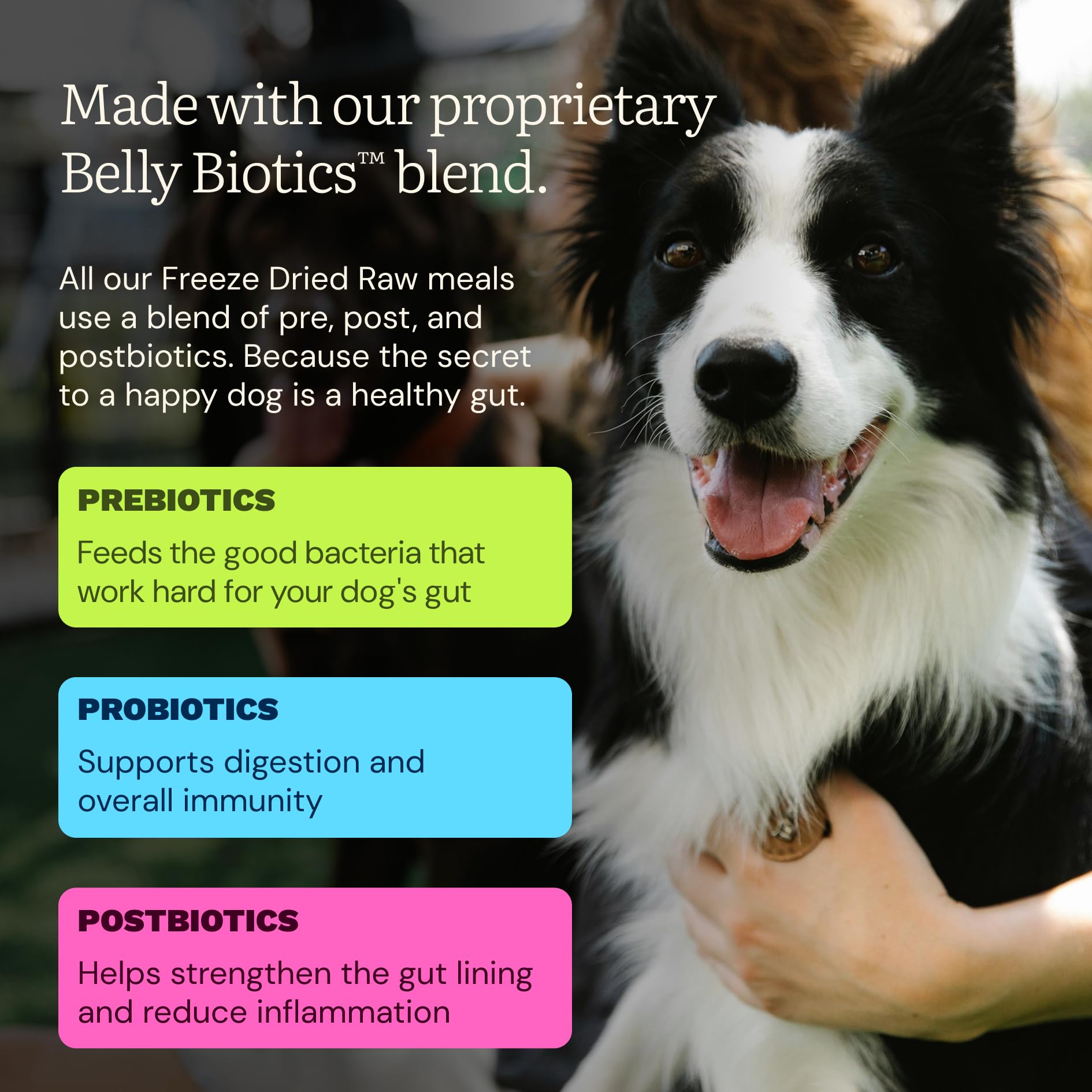 Get Joy Topper and mixer serving guidance over kibble.
