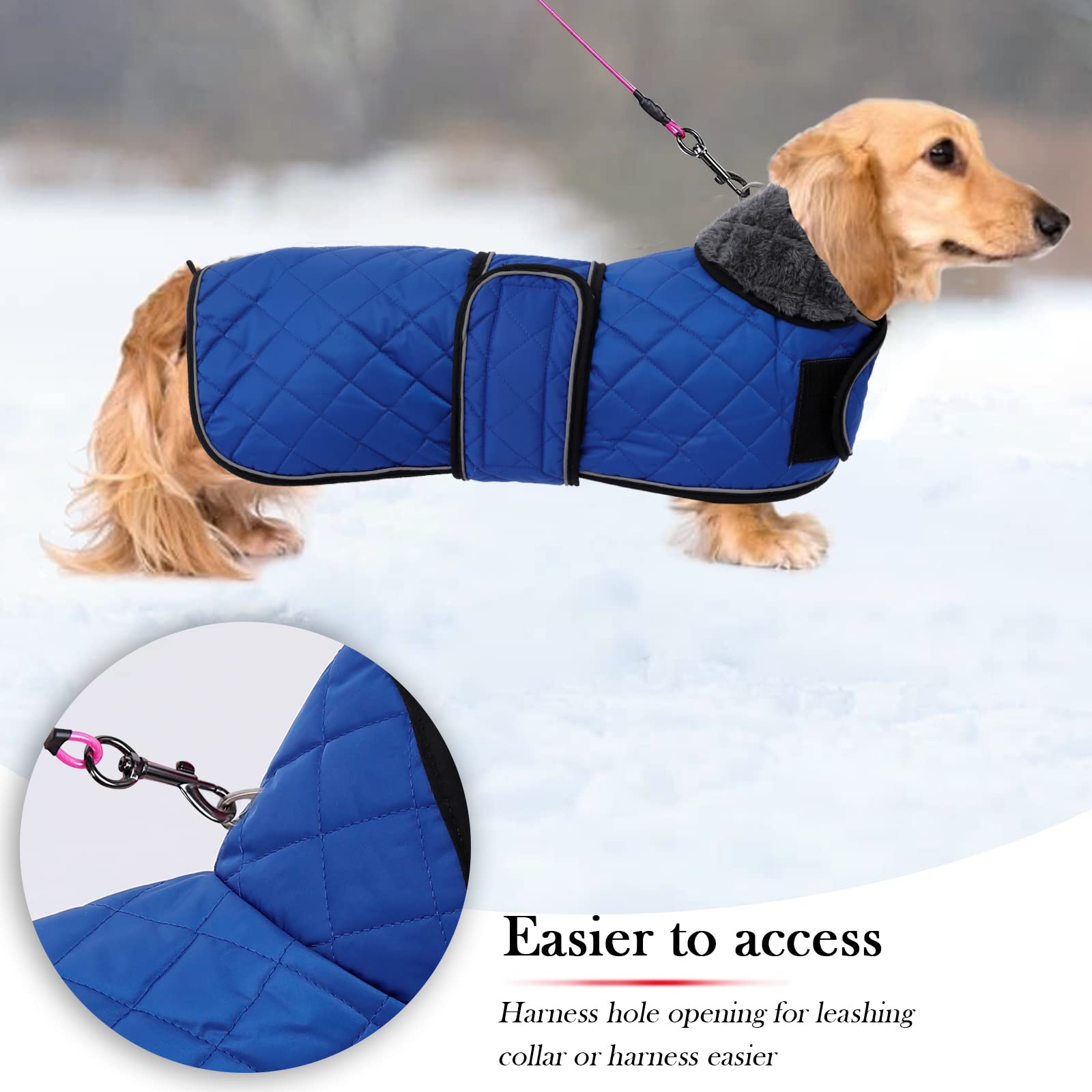 Geyecete blue dachshund coat with adjustable bands for easy on off during walks.