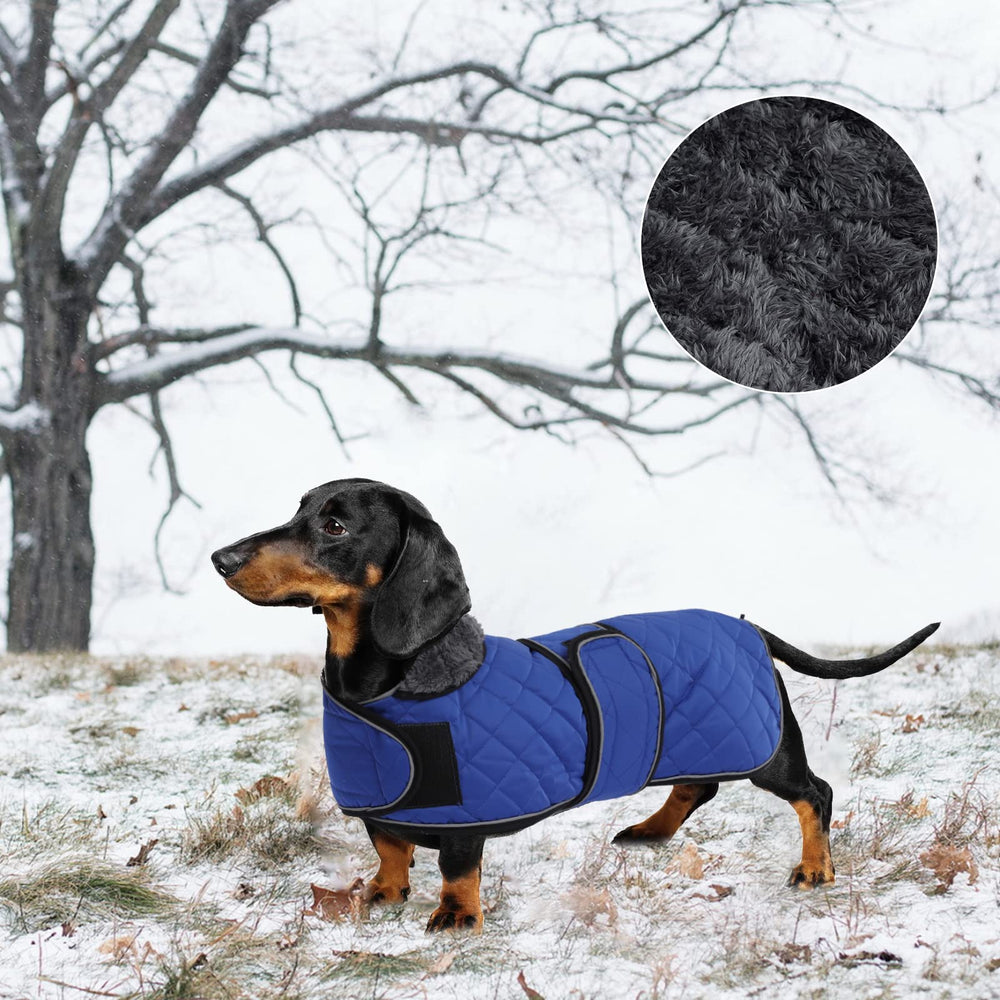 Geyecete dachshund coat blue reflective piping visible for night safety.