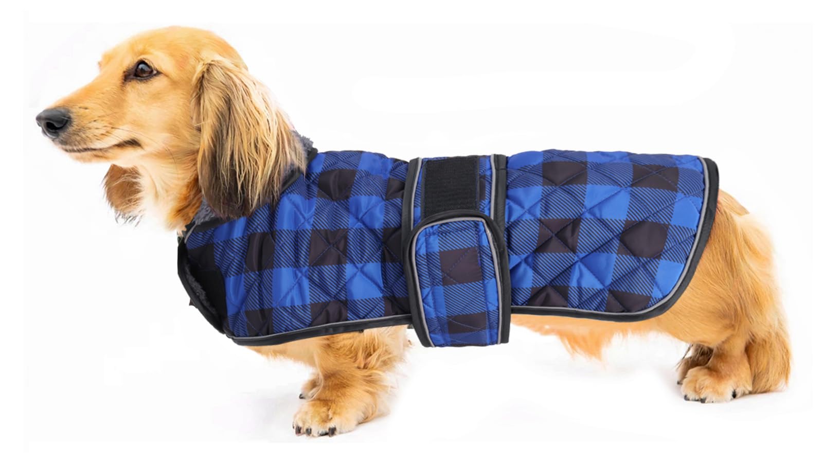 Geyecete dachshund coat front view with waterproof exterior for wet walks.
