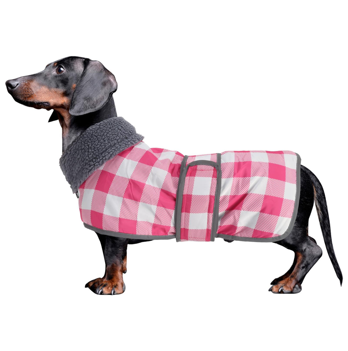 Geyecete dachshund winter coat on a dog with waterproof grid fabric for rainy walks