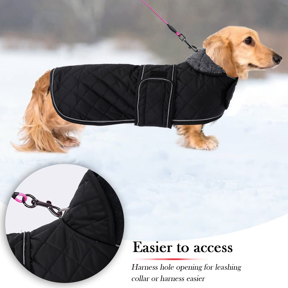 Geyecete reflective-piping dachshund-coat visibility during evening strolls