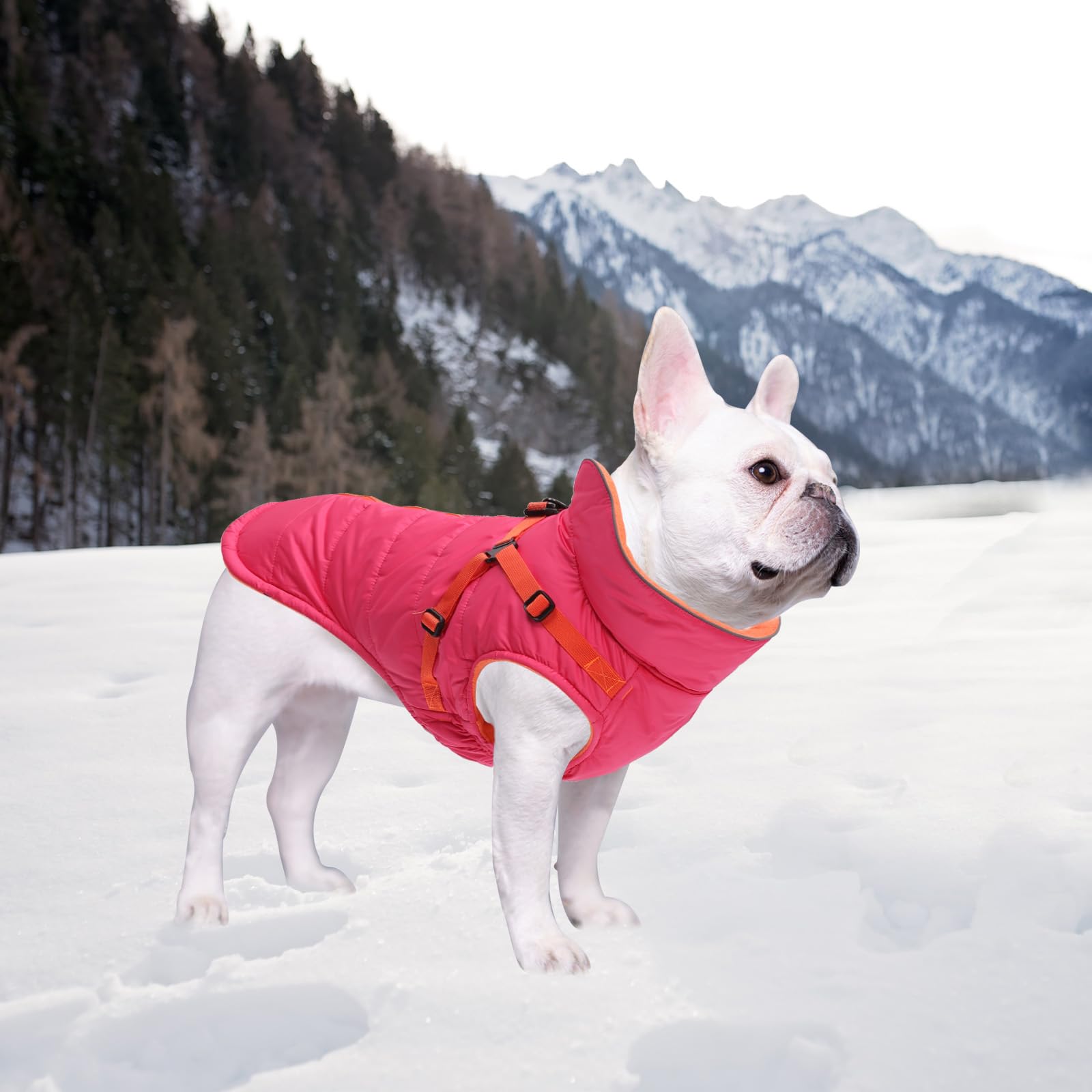 Geyecete winter coat worn during outdoor walks keeps furry friend comfortable