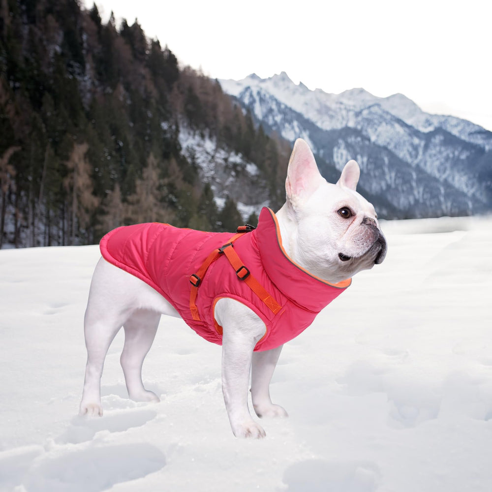 Geyecete winter coat worn during outdoor walks keeps furry friend comfortable