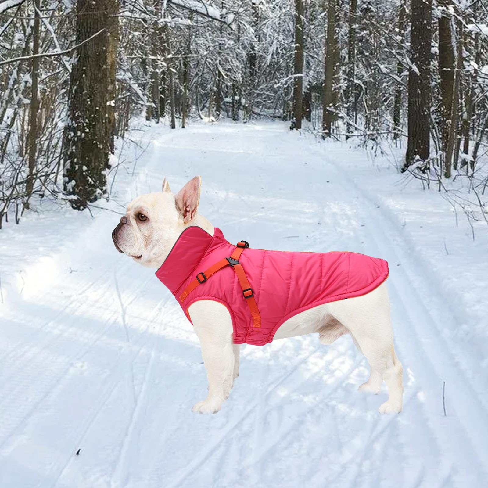 Geyecete traction belt feature image demonstrates controlled walks on icy days