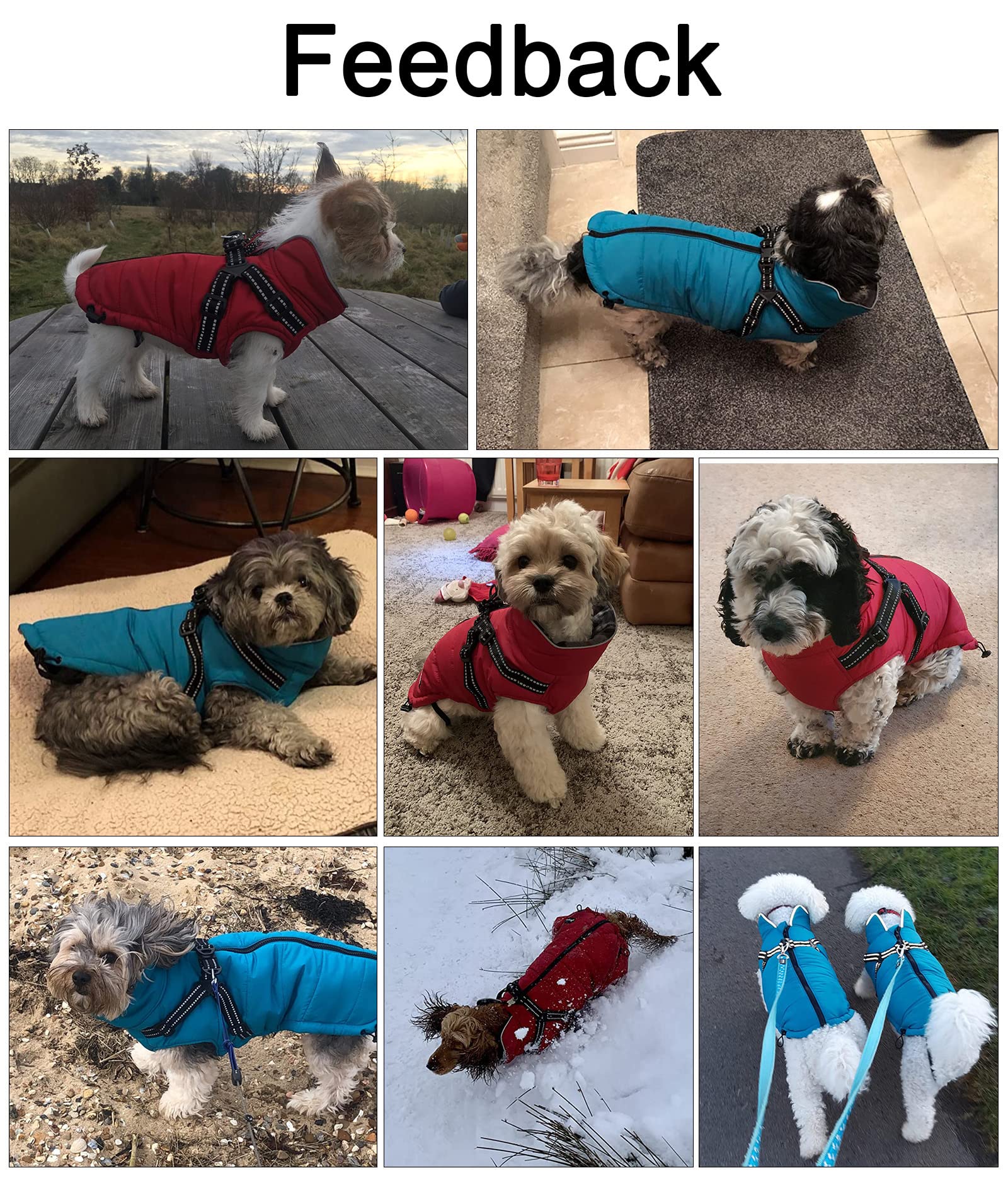Geyecete waterproof outer layer keeps a dog dry during rainy strolls