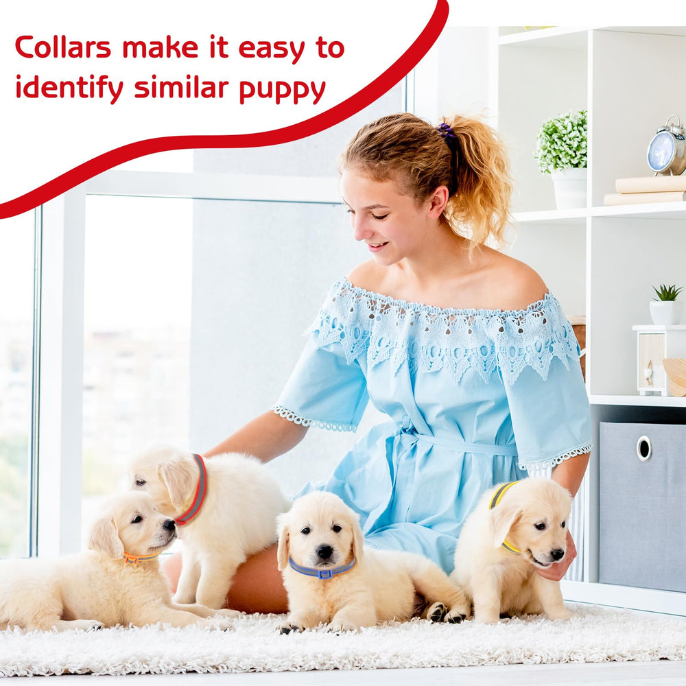 GGSTDDUP small-to-medium dog set supports daily walking and training.