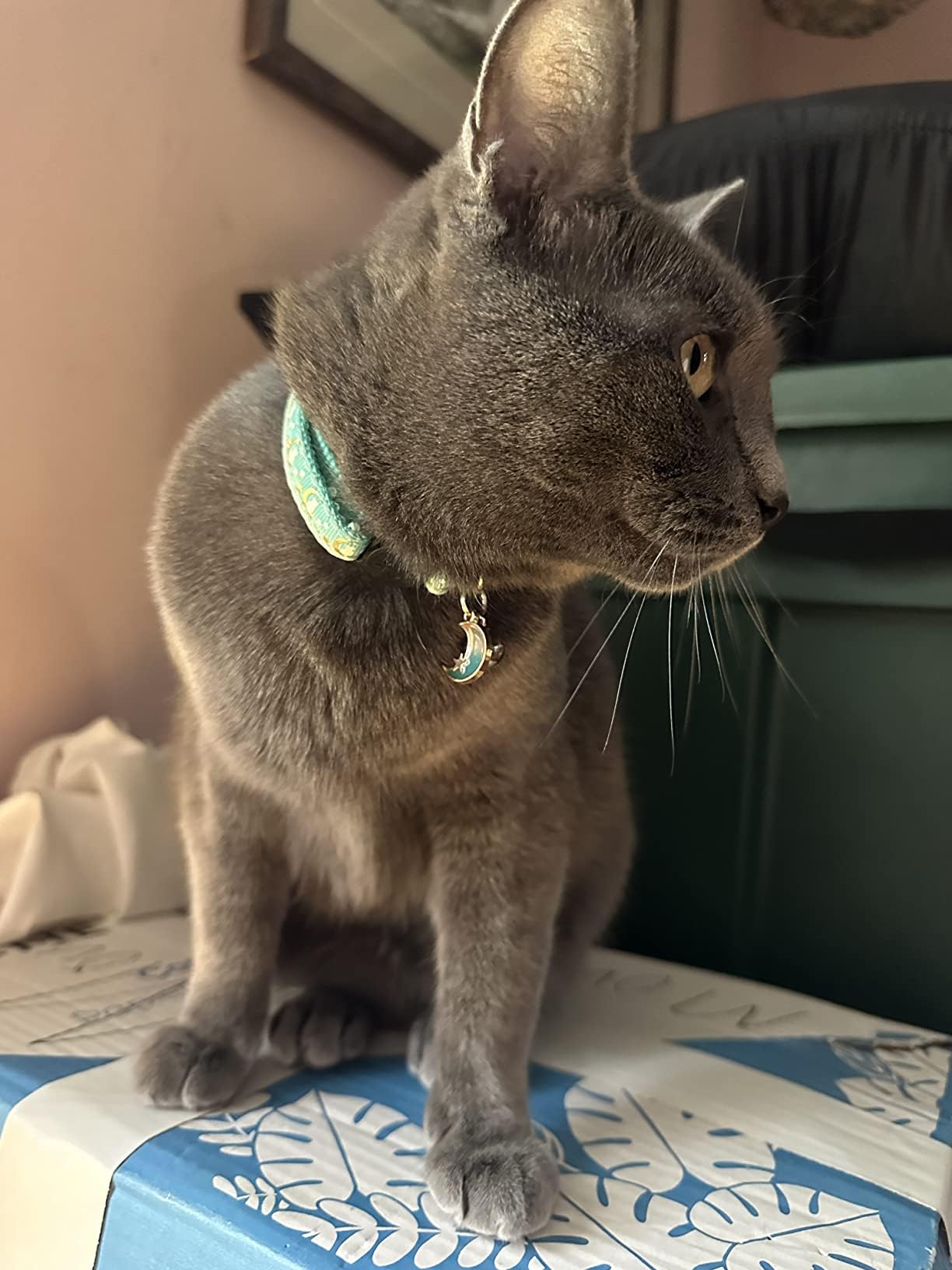 Giecooh removable bells collar offers flexible wear with adjustable sound