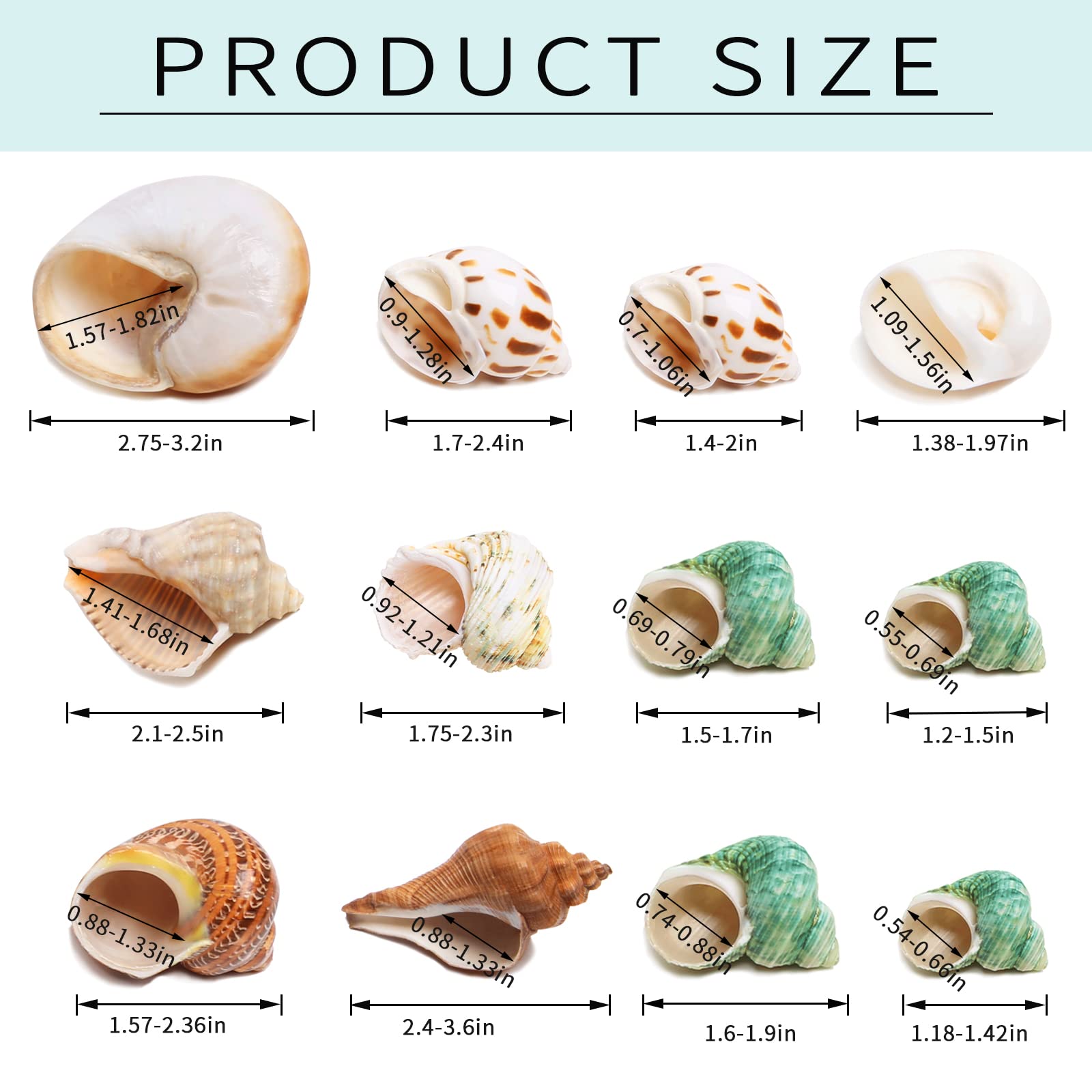 Giftvest conchas naturales para decoración de acuario y hábitat seguro.