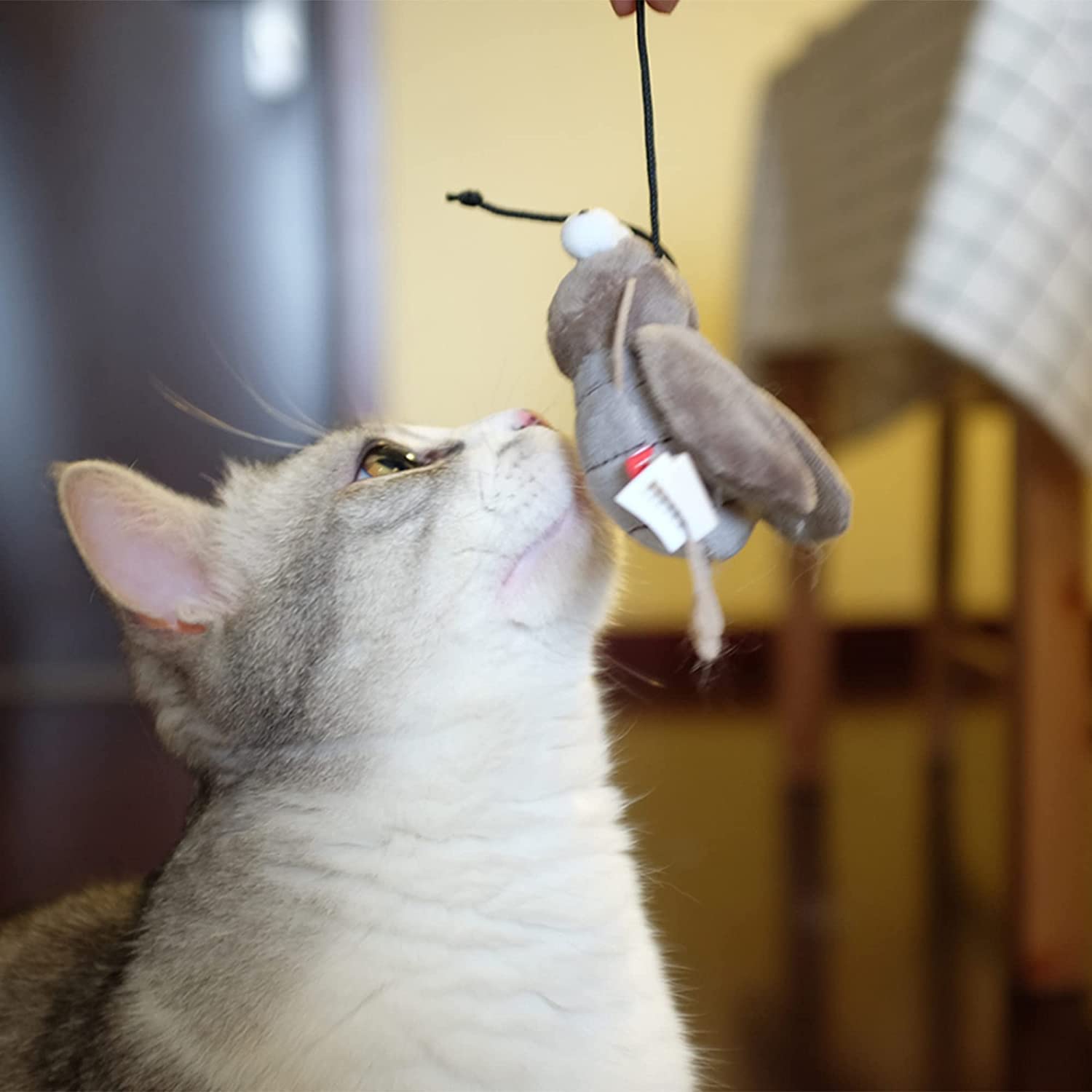 Gigwi cricket toy size visible demonstrates compact dimensions for small apartments