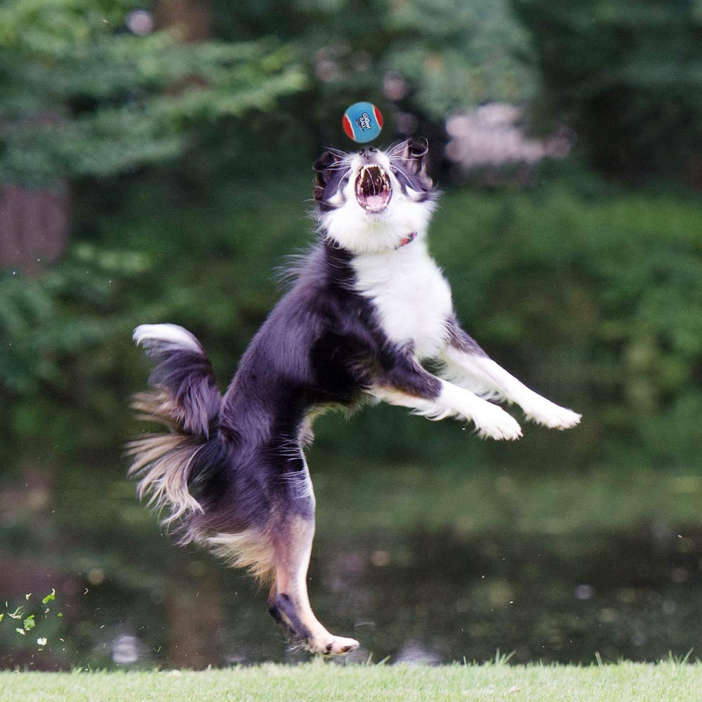 Gigwi floating ball makes fetch easy in yard or pool.
