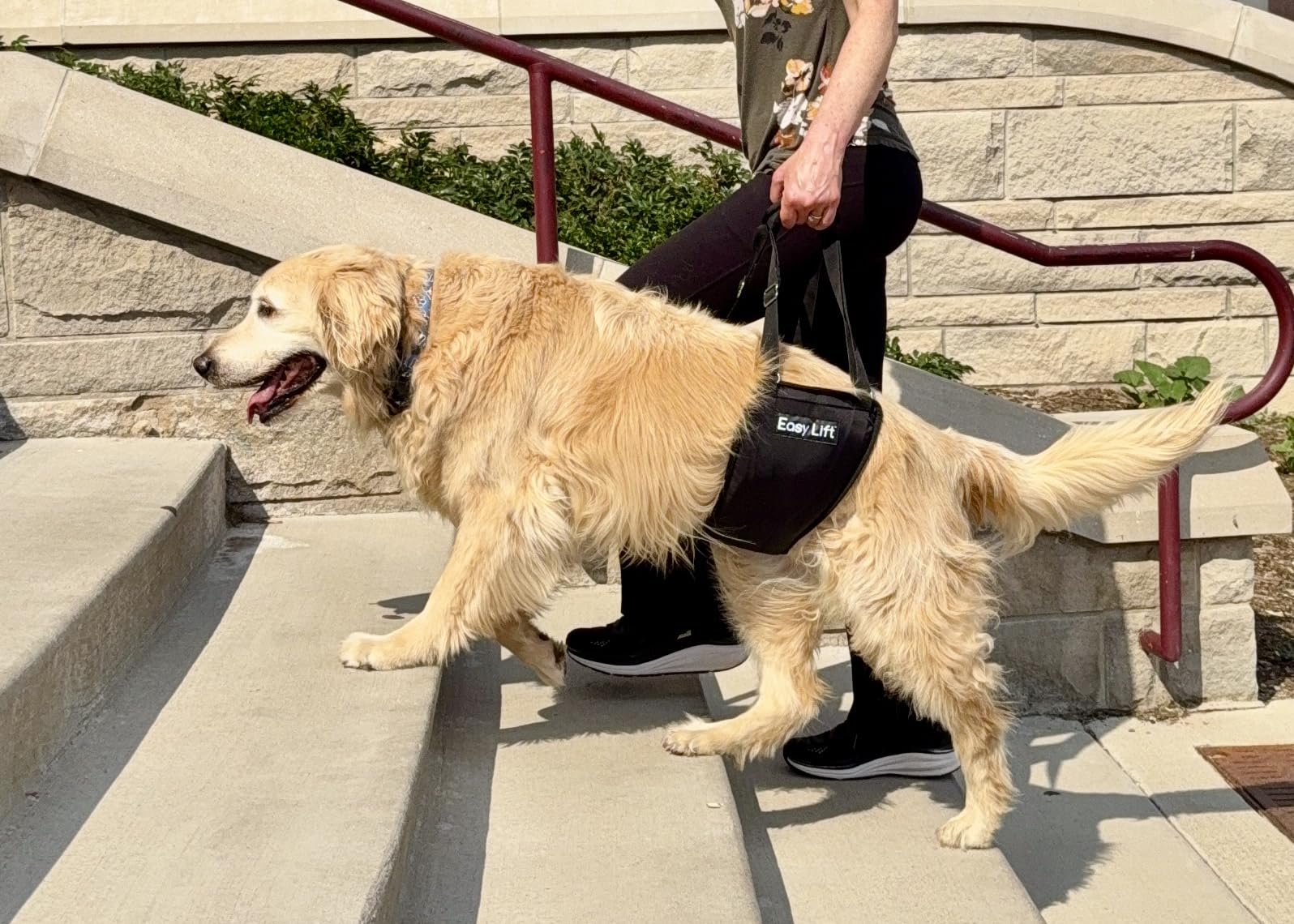 GingerLead padded hind-leg harness supports recovery and comfort