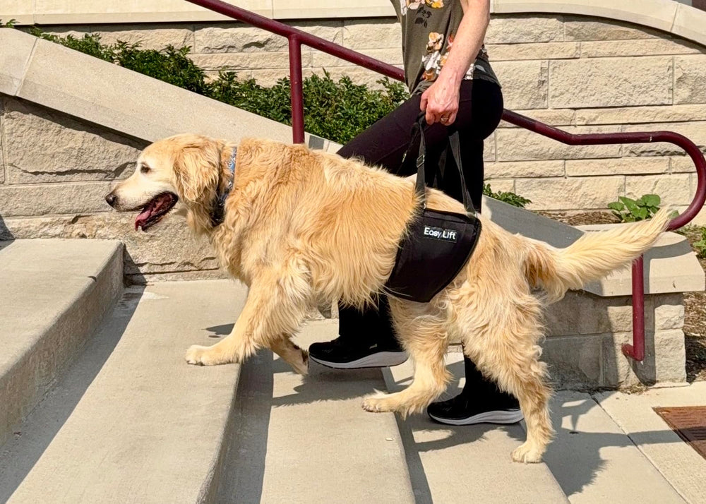 GingerLead padded hind-leg harness supports recovery and comfort