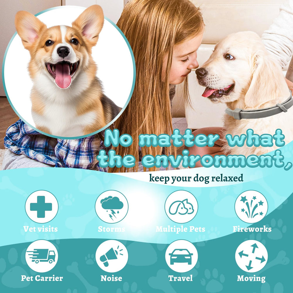 GIOVARA Calming Collar on a dog's neck in grey to promote calm during stressful outings.