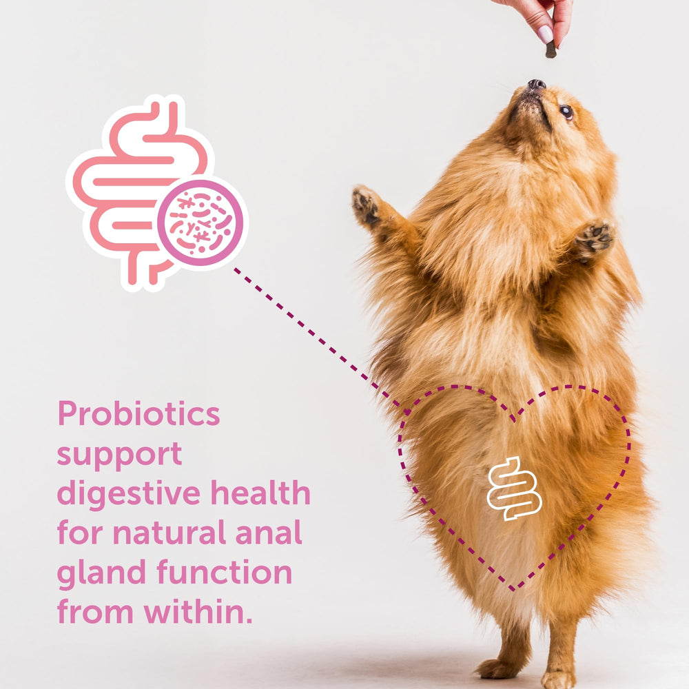 Gland-Ease small dog chews dog sniffing the treat for daily use