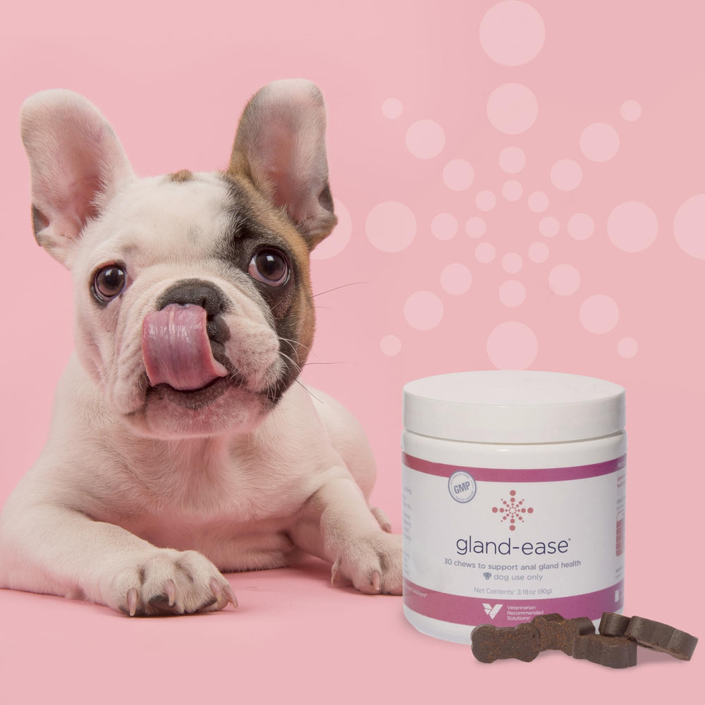 Gland-Ease small dog chews finished treat in hand for on-the-go use