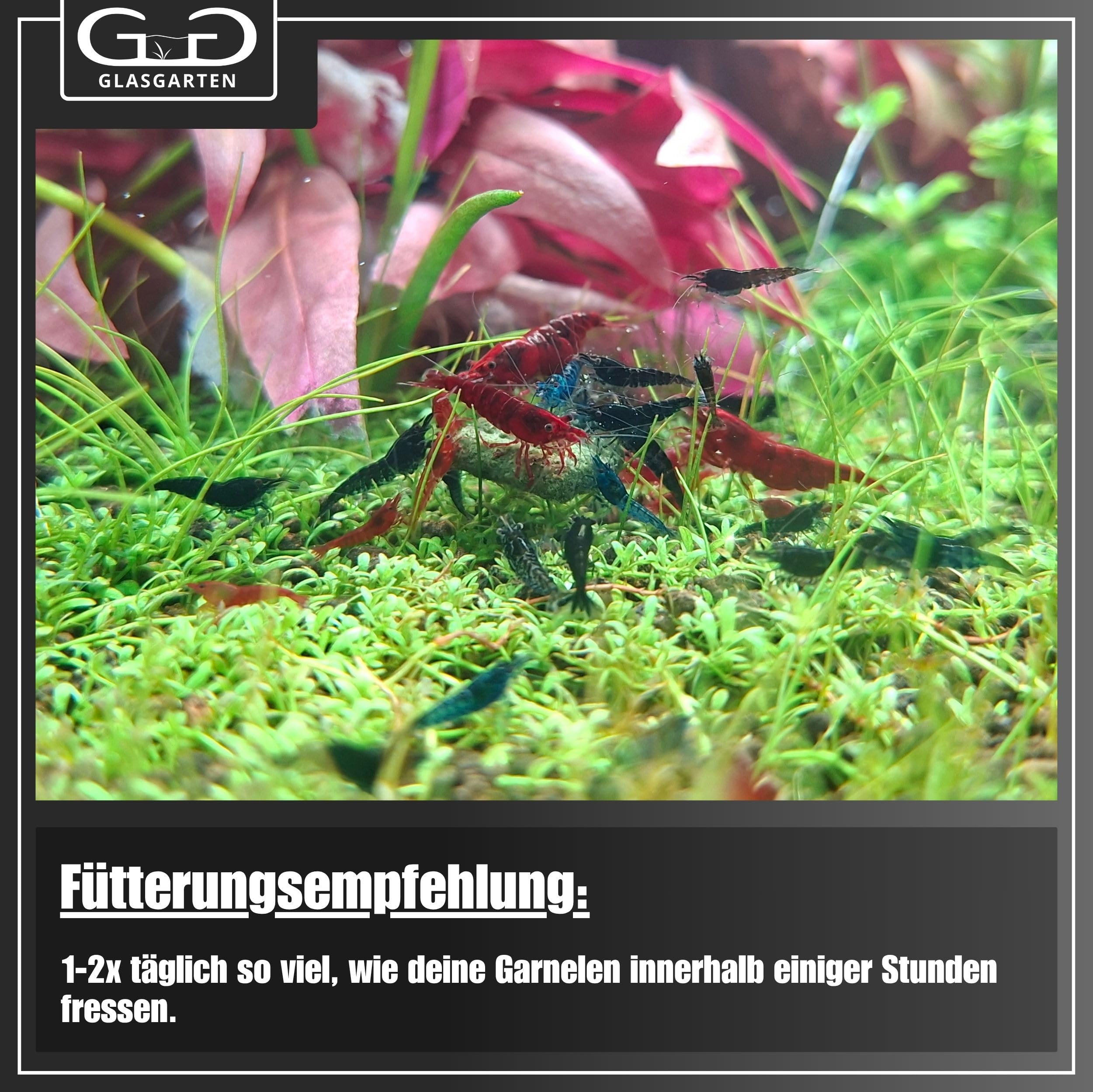 GlasGarten Shrimp Dinner 2 discs in an aquarium feeding scene