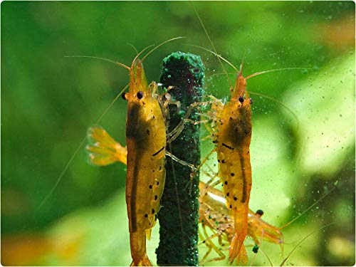 GlasGarten Shrimp Lollies 4in1 pack: four flavors for engaging feeding sessions