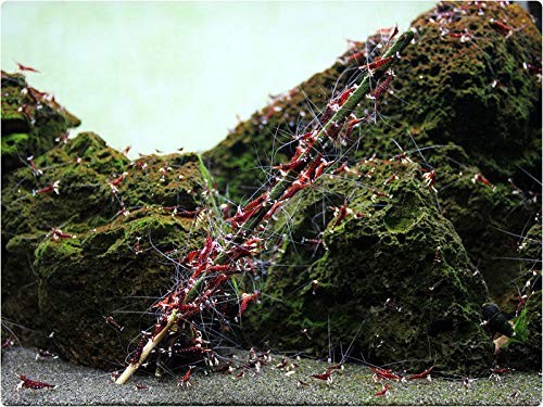 GlasGarten Shrimp Lollies artemia stick: active feeding without muddying the substrate