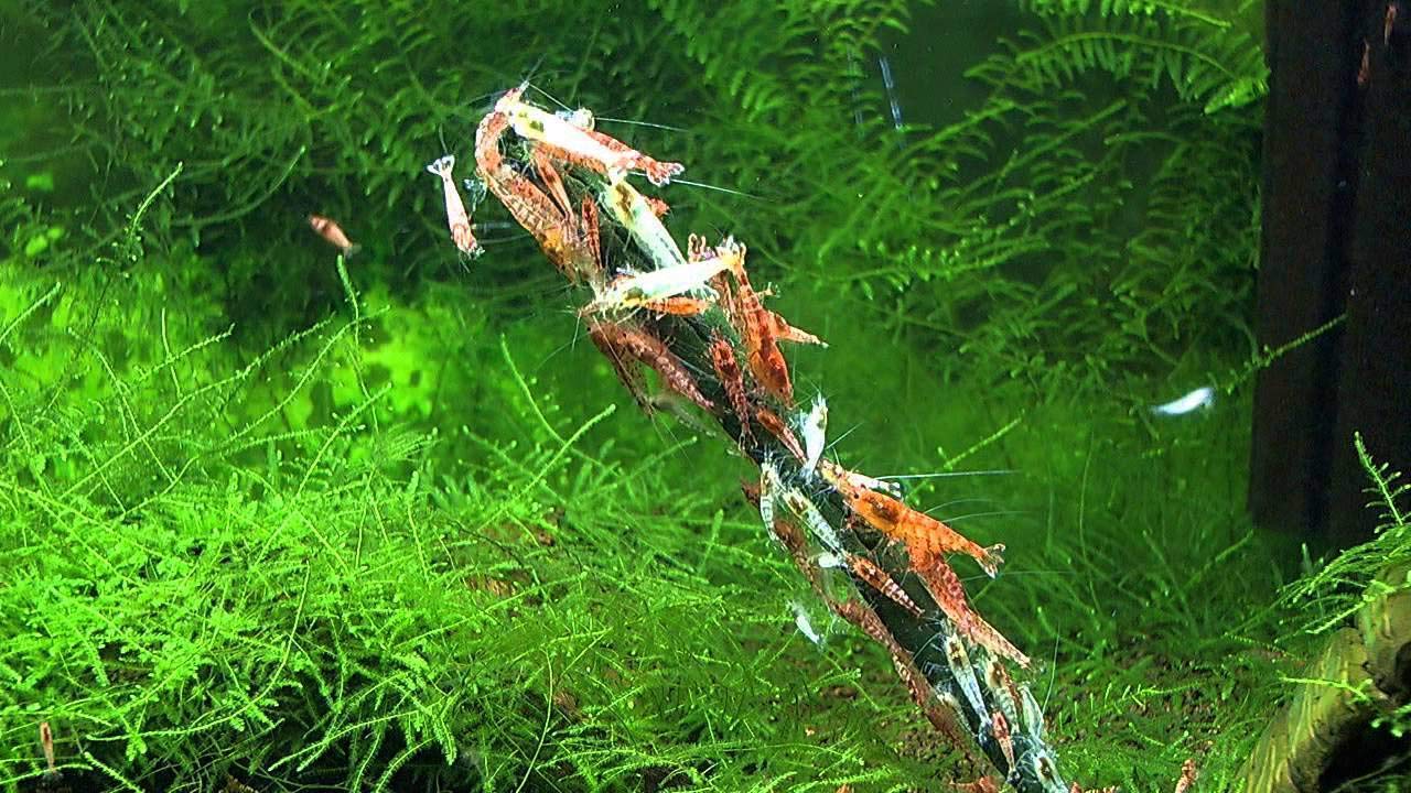 GlasGarten Shrimp Lollies moringa stick: nutrient variety for vibrant shrimp