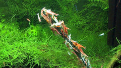 GlasGarten Shrimp Lollies moringa stick: nutrient variety for vibrant shrimp