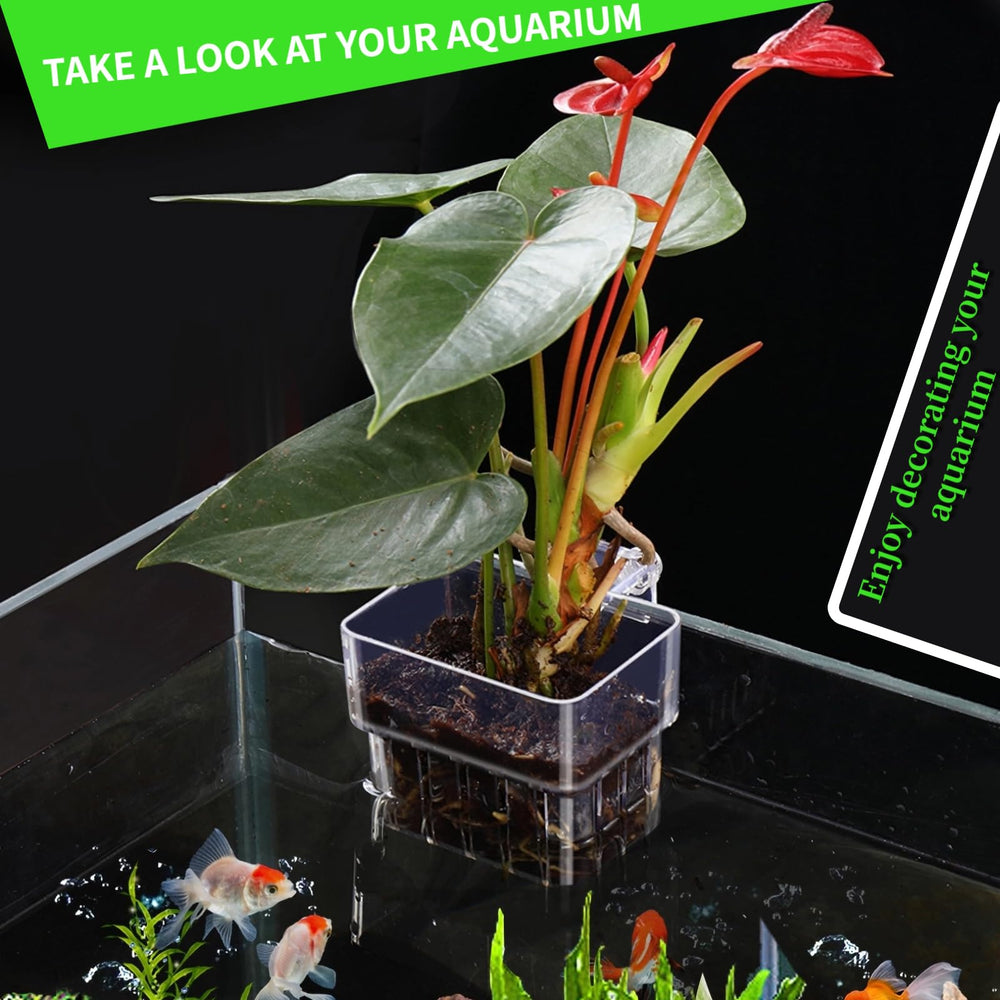 GLEFLE clear aquarium plant holder bottom holes promote water circulation for roots.