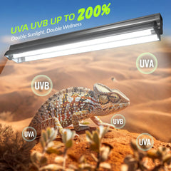 GlowUp bearded dragon setup UVB lamp in basking area