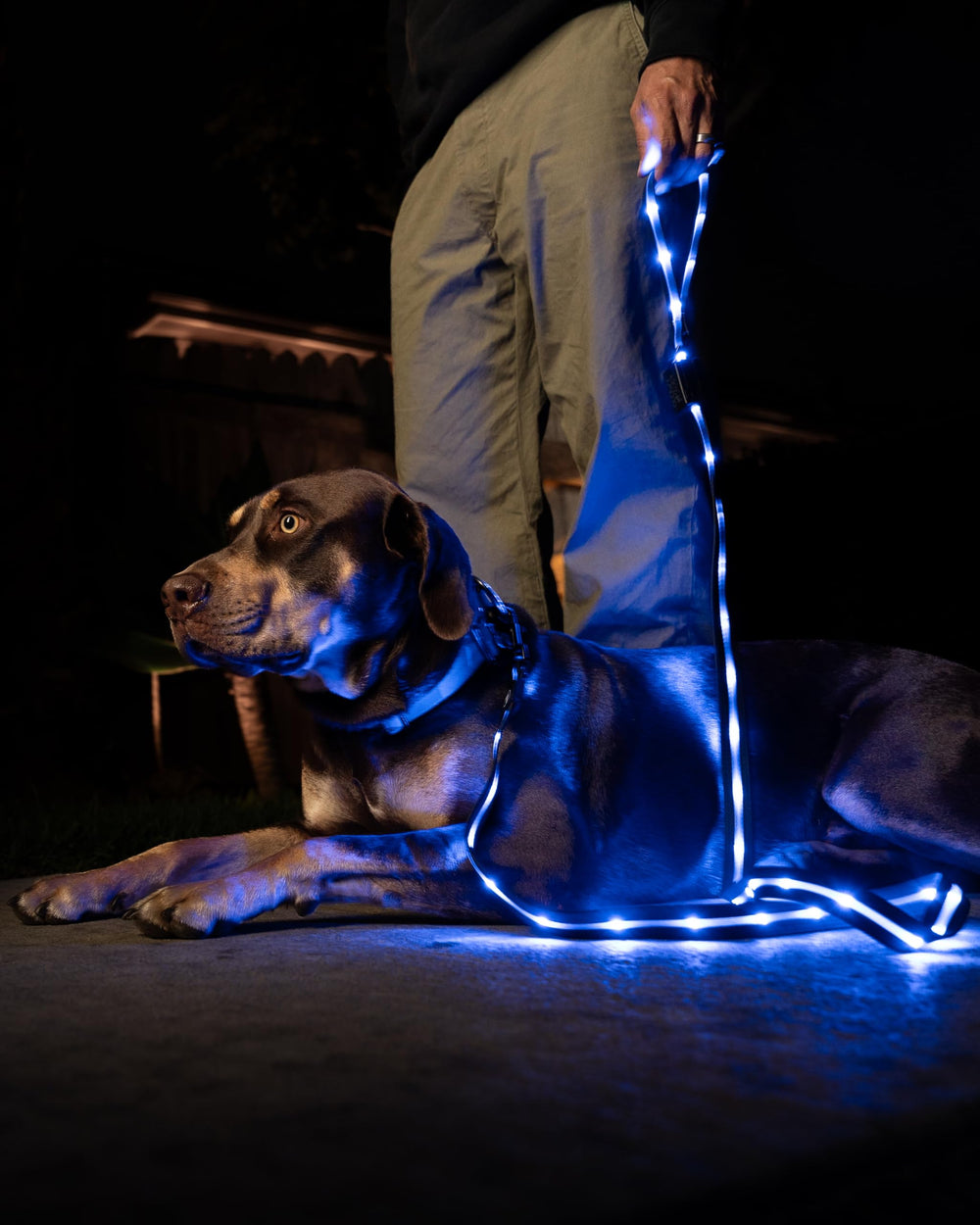 360-degree buckle on Luminoid LED leash prevents twisting
