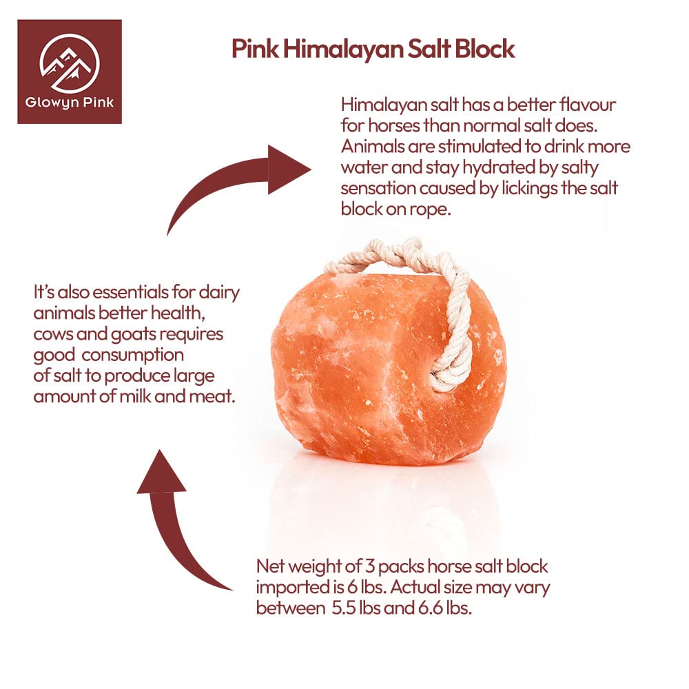 Glowyn Pink horse drinking with salt lick promotes hydration-friendly behavior.