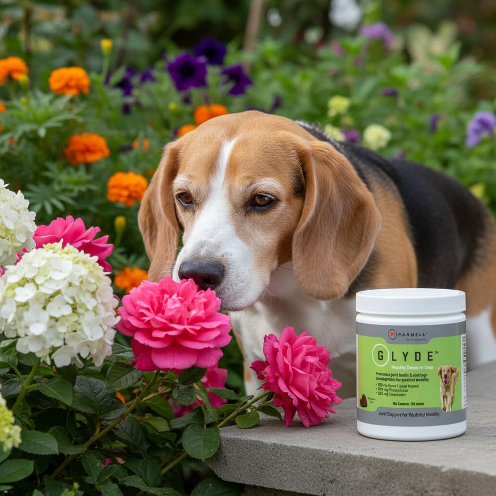 Glyde Mobility Chews gluten-free label visible on the container.