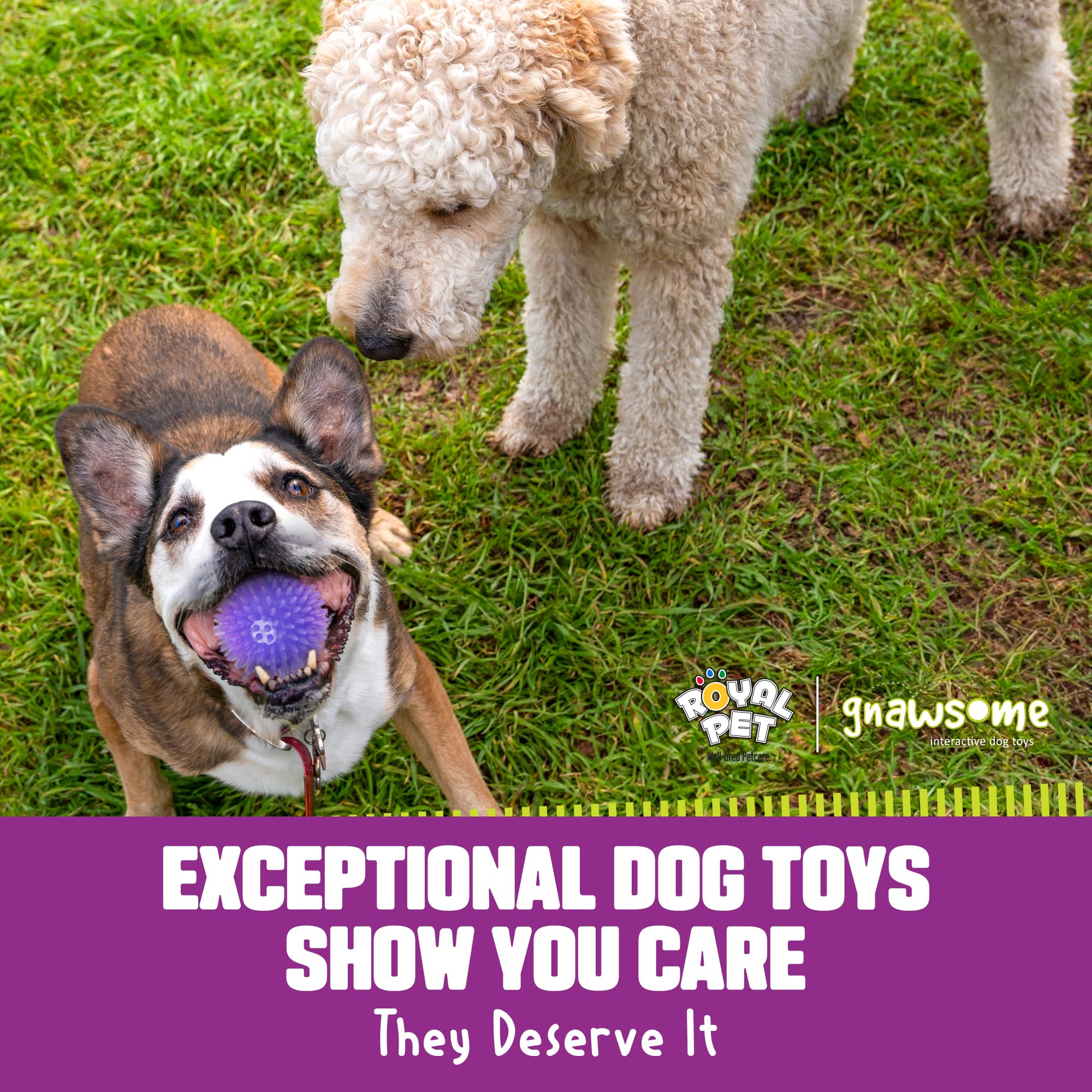 Gnawsome 3.5-inch Spiky Squeak Ball in action during fetch for medium dogs.