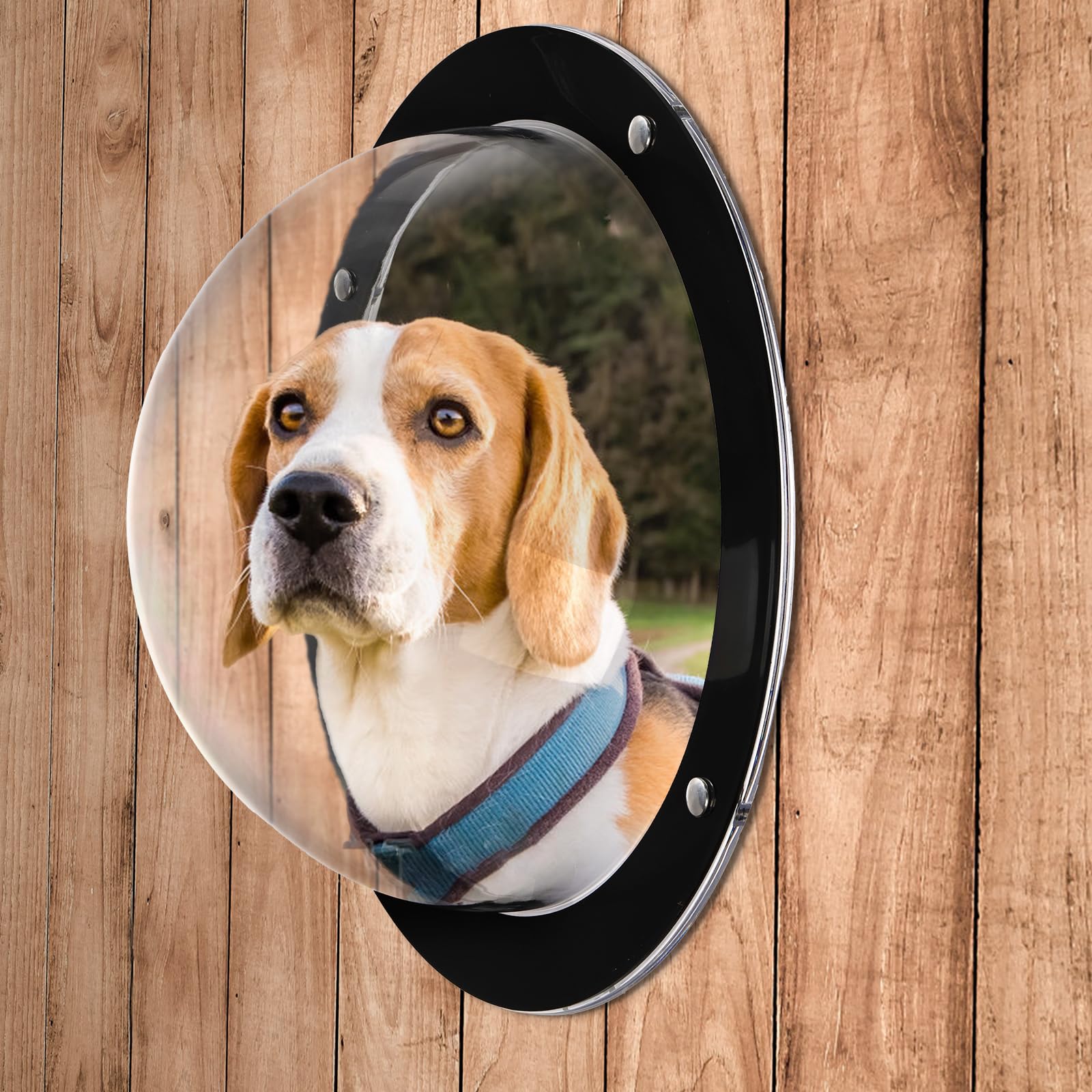 Goaste wide-application dome fits fences, rooms, and play enclosures