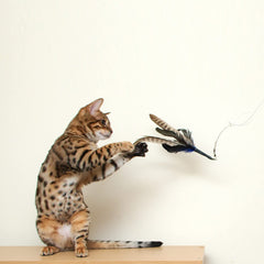 GoCat Da Bird in motion demonstrates flight-like movement fueling hunting play