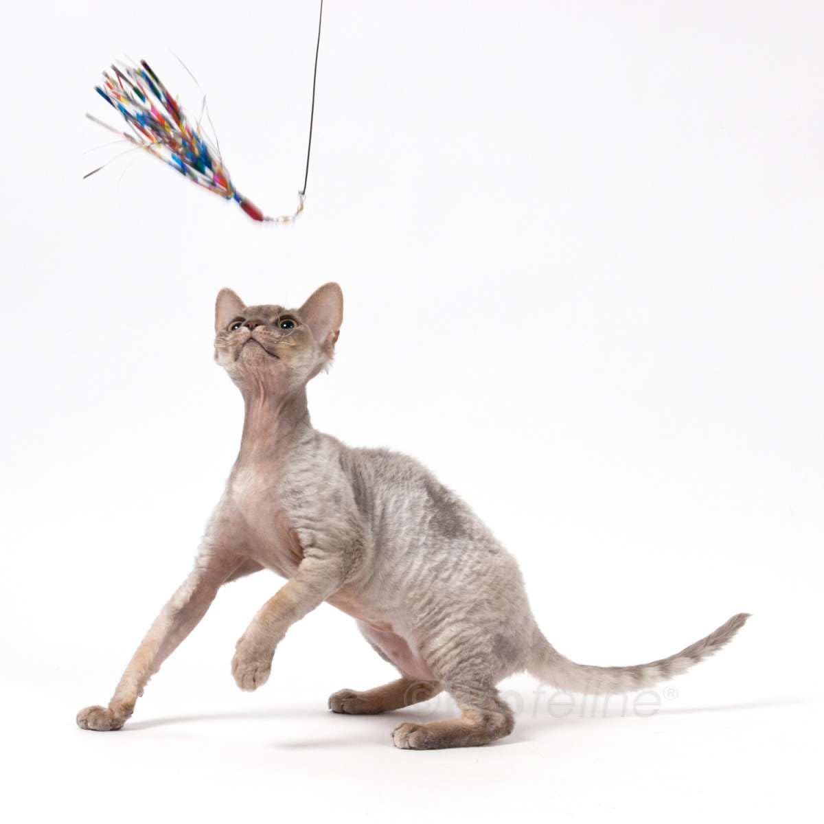 GoCat Da Bird Sparkler rod attachment demonstrates custom chase paths