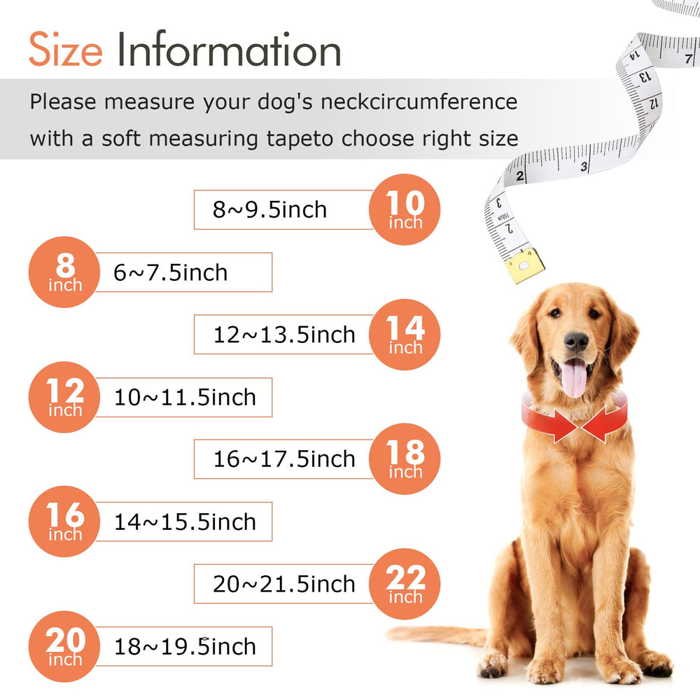Goetltsch dog wearing the collar demonstrates easy wear during training.
