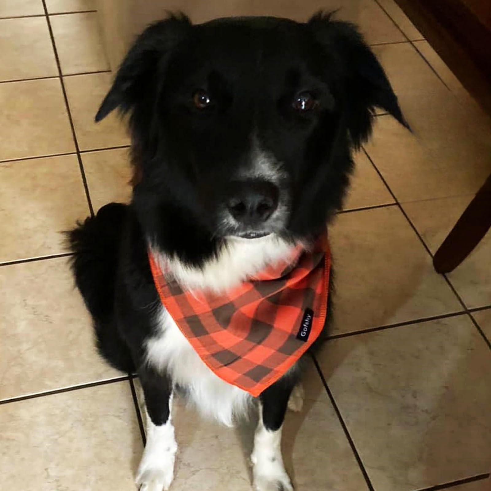 Gofshy dog bandana suited for photoshoots, parties, and events