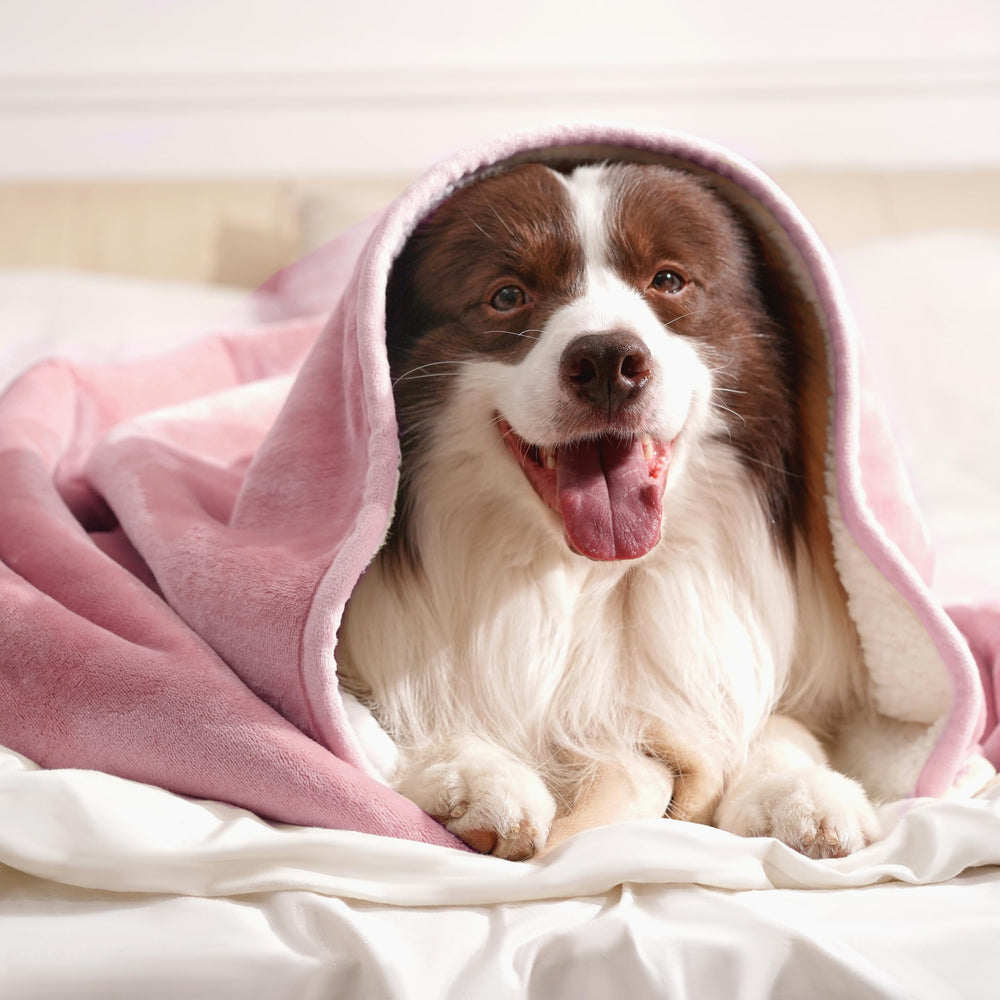 gogobunny machine-washable blanket for easy care at home