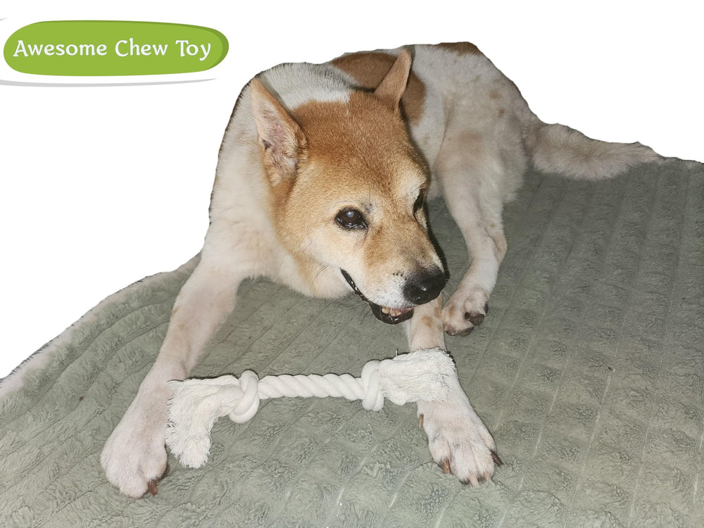 GOGOTAIL indoor-outdoor play rope toy suitable for versatile dog fun.