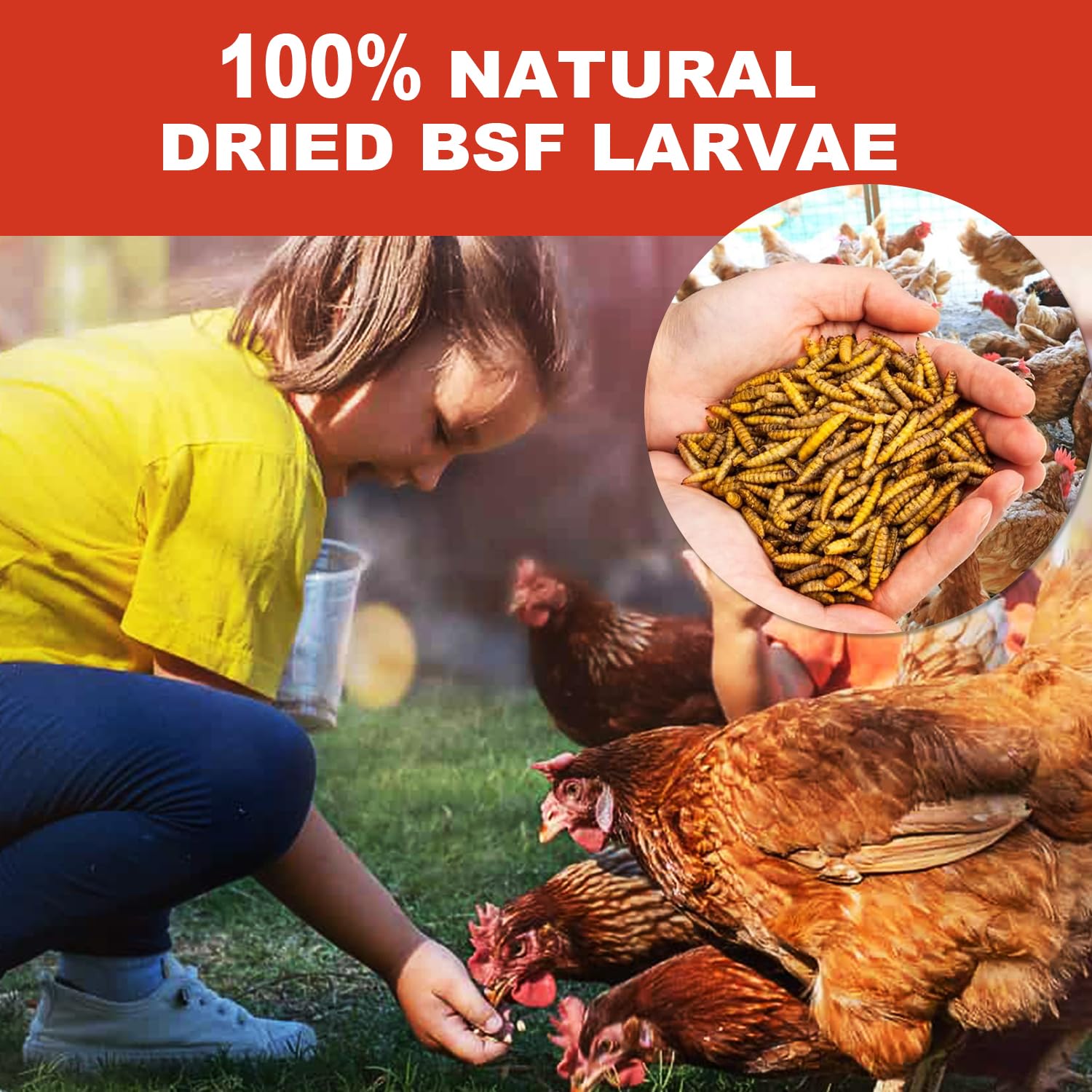 GoldWORMS birds foraging BSFL treat demonstrates natural enrichment and nutrition.