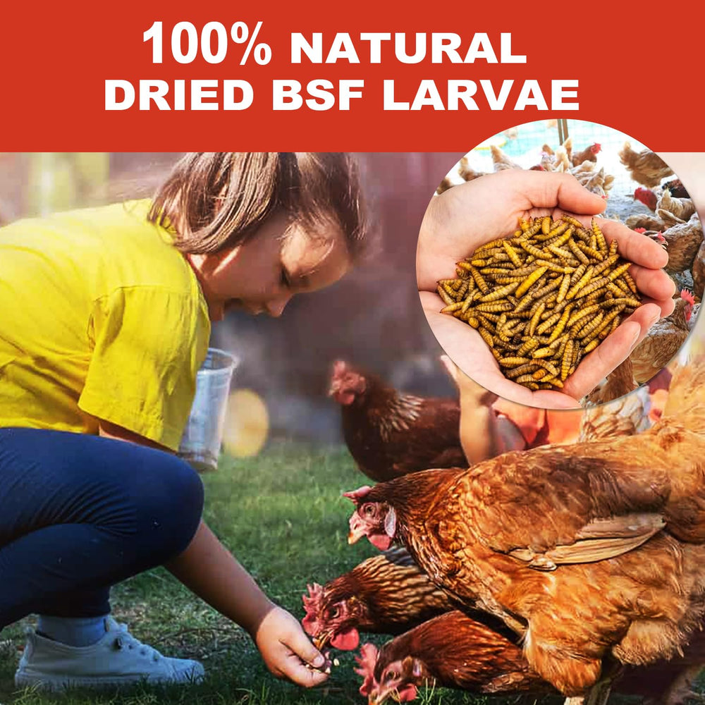 GoldWORMS birds foraging BSFL treat demonstrates natural enrichment and nutrition.