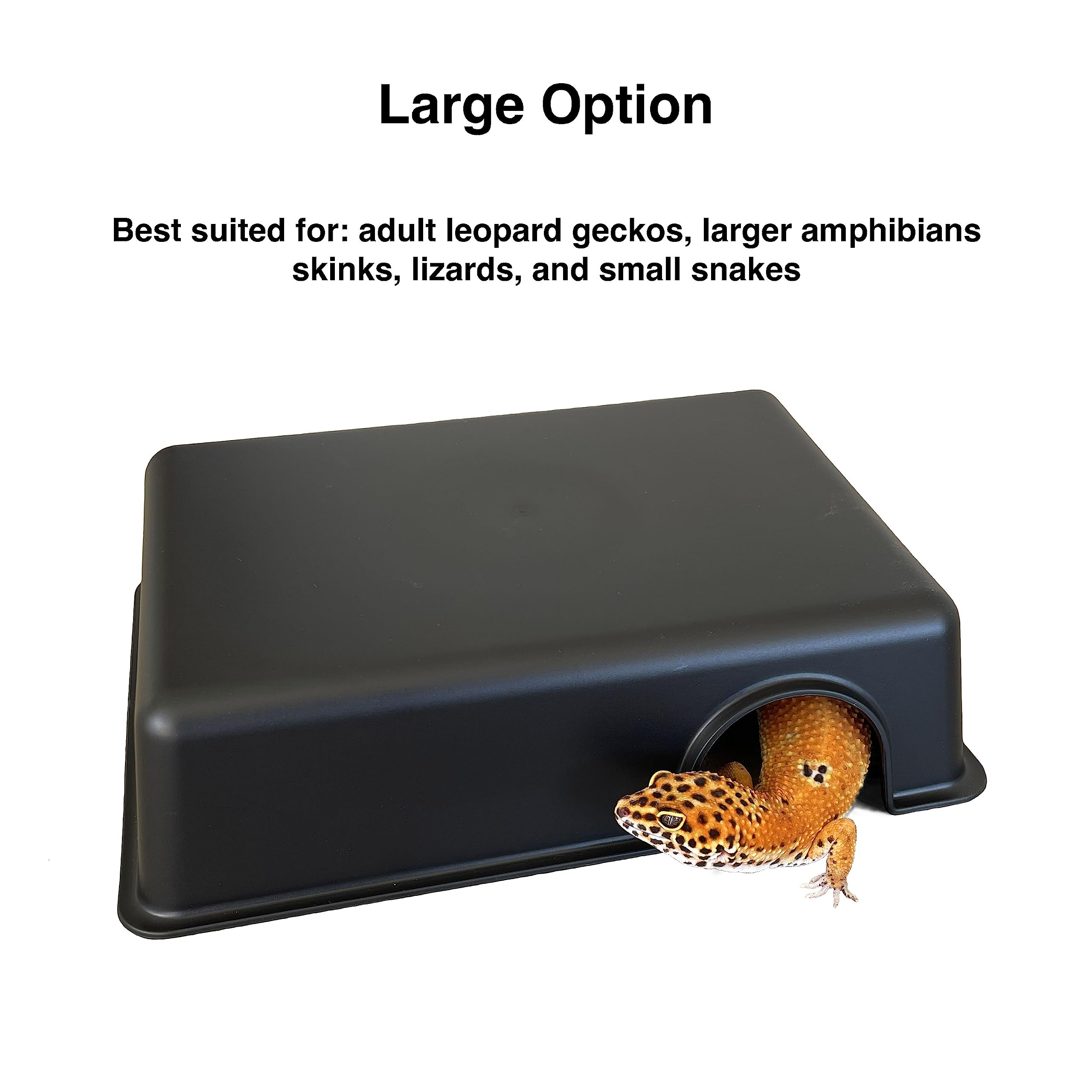 Gondola Geckos reptile hide box small edges shows smooth, safe perimeter for handling.