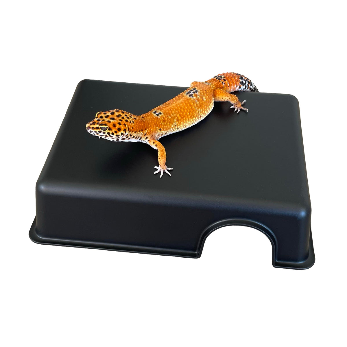 Gondola Geckos reptile hide box small exterior provides compact safe retreat for tiny reptiles.