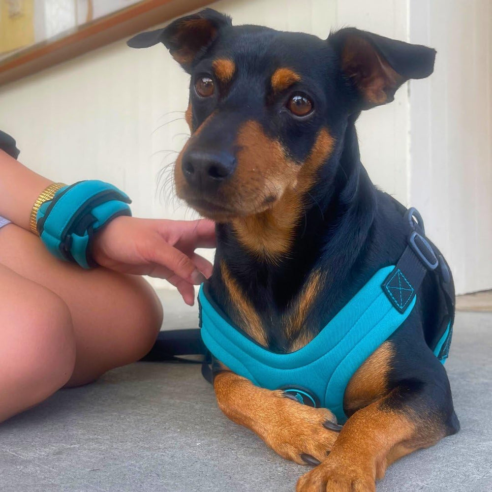 Gooby hands-free leash in use demonstrates flexible control during park strolls.
