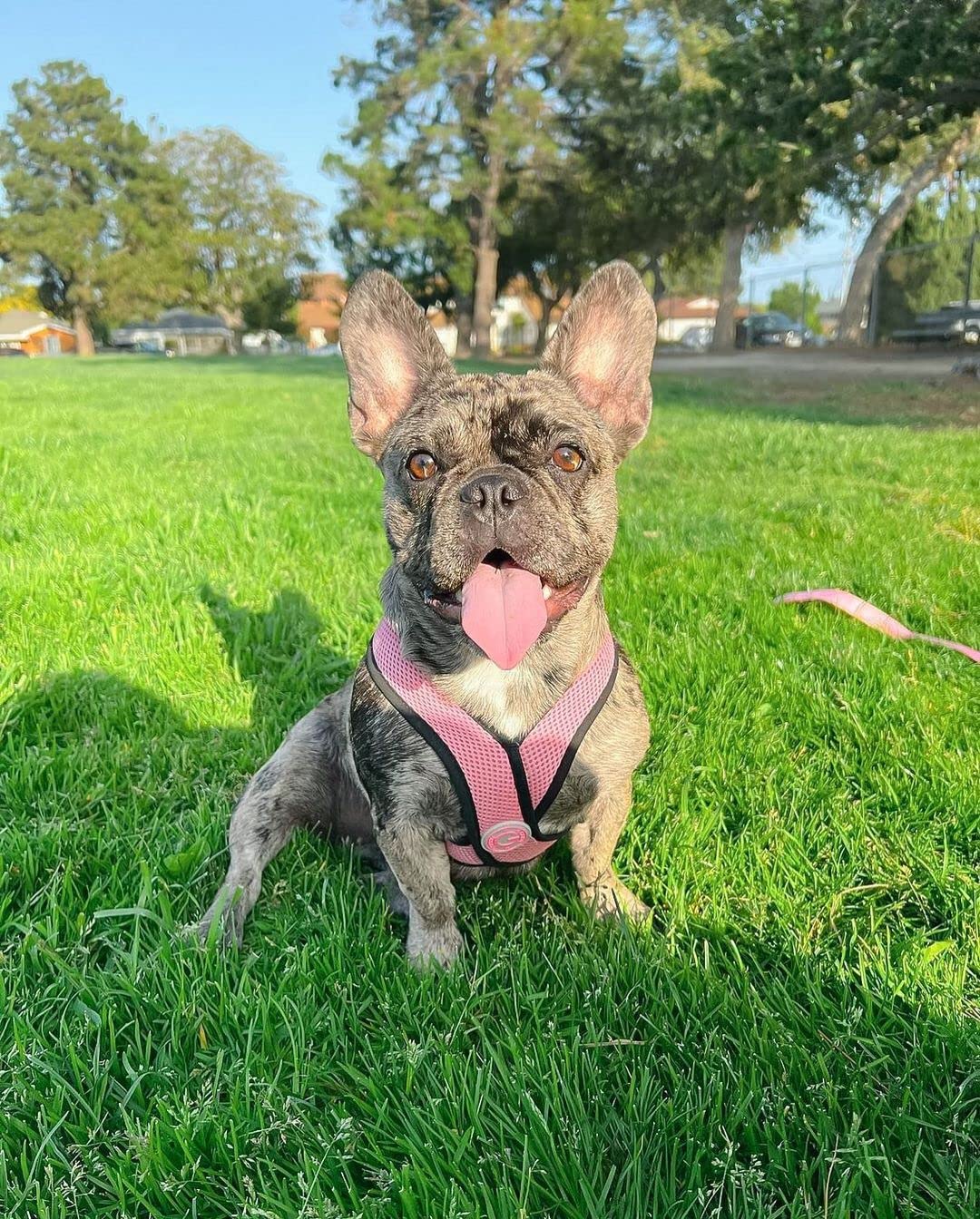Gooby Comfort X Harness Pink size chart aids choosing the right fit